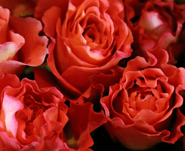 texte fleurs valentin